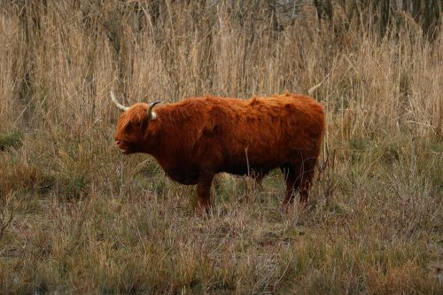highland beef wild pasture