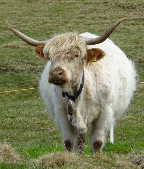 highland beef bull graze