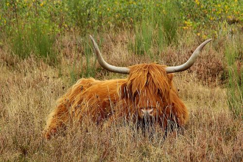 highland beef cow beef