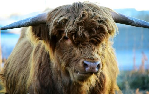 highland beef beef cow