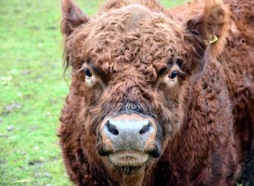 highland beef bull boy