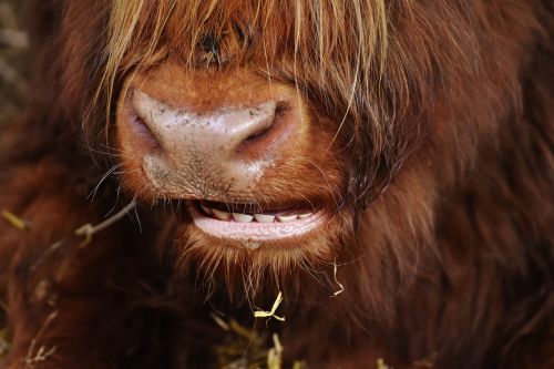 highland beef head chew