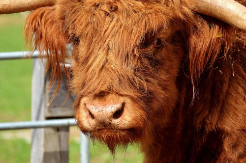 highland beef head farm animal