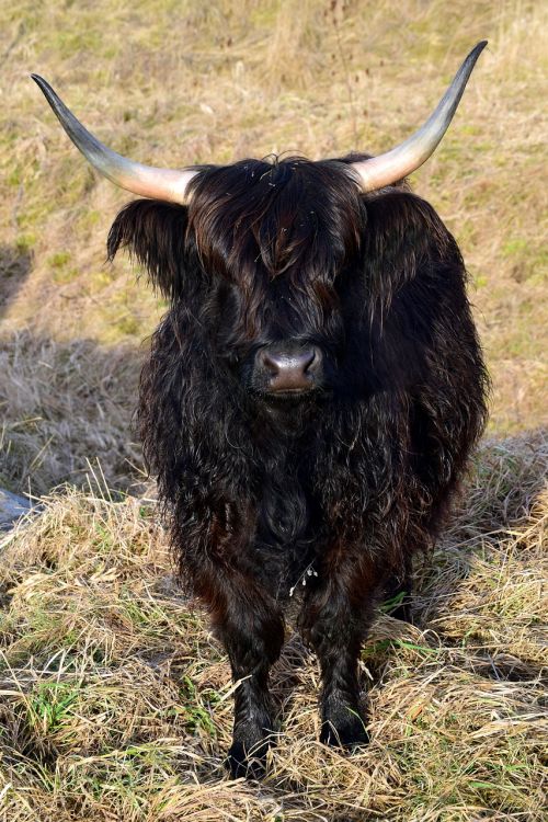 highland beef scottish galloway