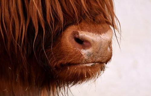 highland beef  head  farm animal
