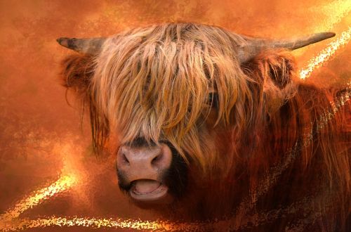 highland beef beef fur