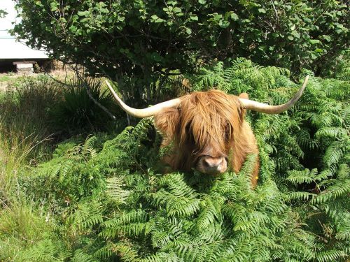highland cattle cow scottish