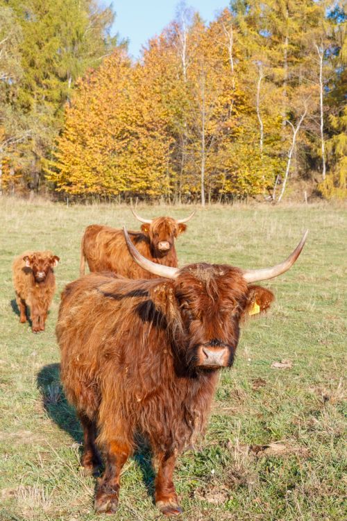 Highland Cattle