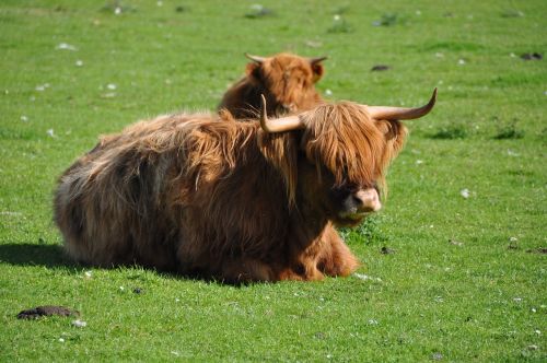 highland cattle beef highland beef