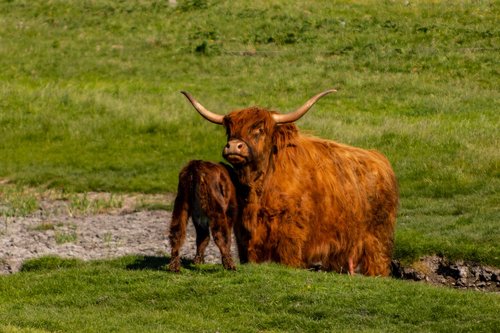 highland cattle  calf  grass