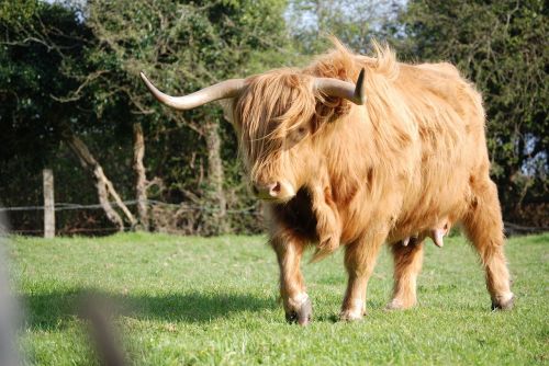 highland cattle cattle cow