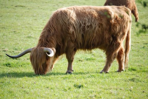 highland cattle cattle cow