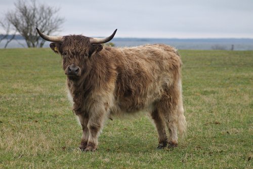 highland cattle  highland cow  ko