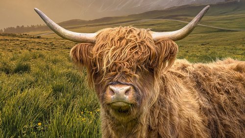 highland cattle  cattle  animal