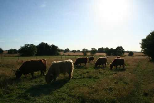highland cattle cattle scottish highland cattle