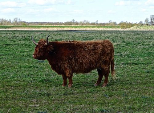 highland cow bull cattle