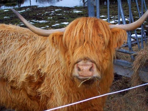 highland cow portrait animal