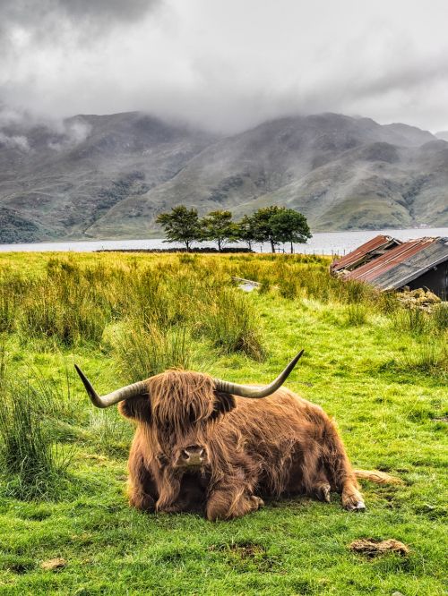 highland cow cow scotland