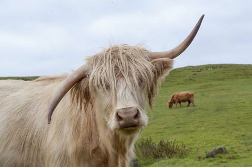highland cow scotland highland