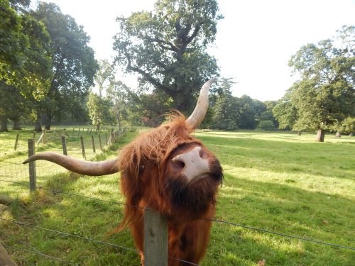 highland cow glamis field