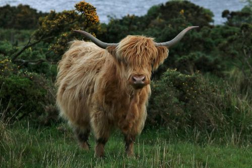 highland cow cattle farm