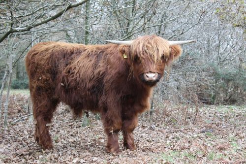 highland cow cattle cow