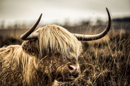 highland cow cattle animal