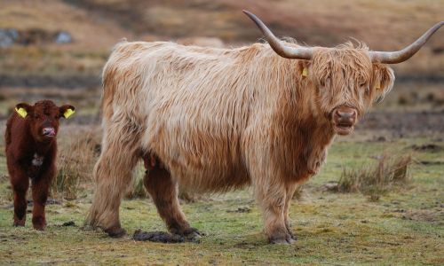 highland cow scotland highland