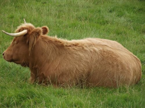 highland cow horns cow