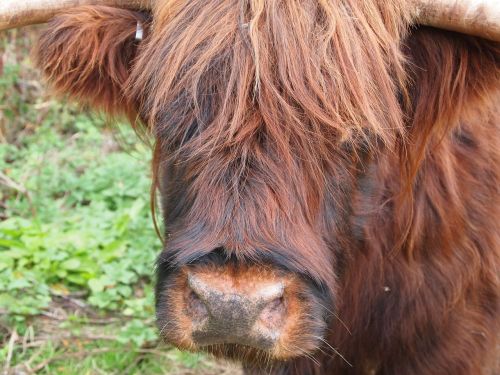 highland cow cattle close up