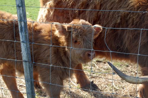 highland cow farm calf