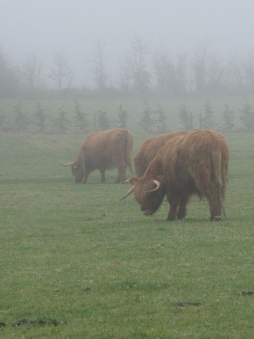 highland cows mist winter