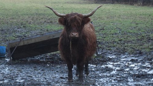 highland cows  scotland  winter