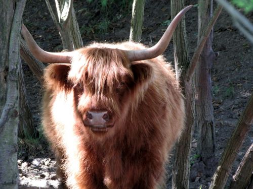 highland longhorn highland beef cattle