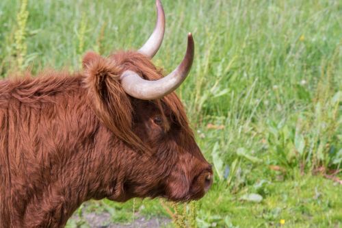 highland-rinder beef cow