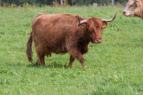 highland-rinder beef cow