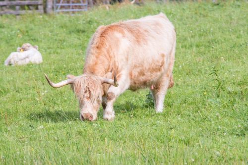 highland-rinder beef cow