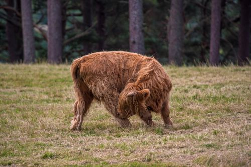 highland-rinder beef cow