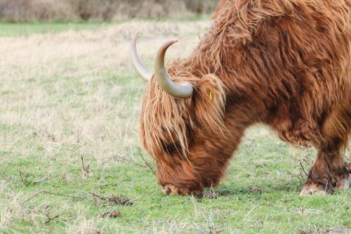 highlander cow beef