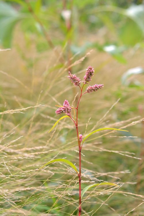 highlander plant pink