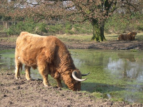 highlander cattle nature