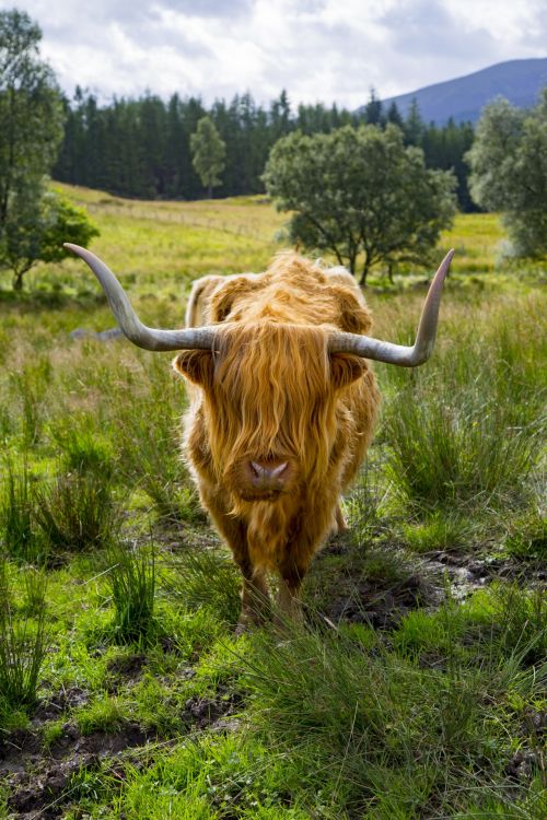 Highlander Cow