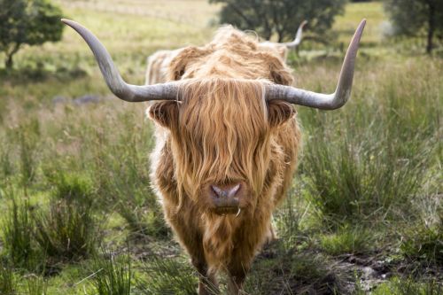 Highlander Cow