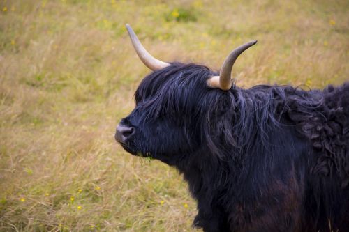 Highlander Cow