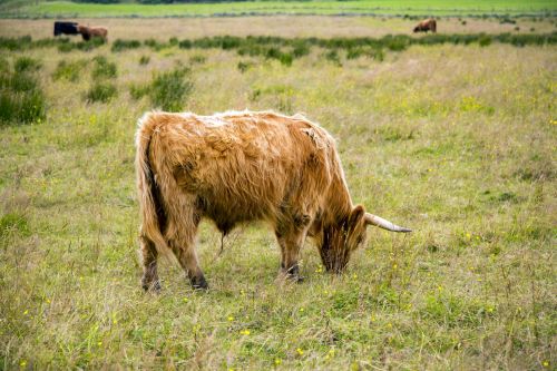 Highlander Cow