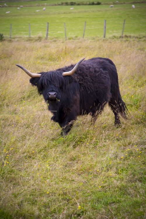 Highlander Cow