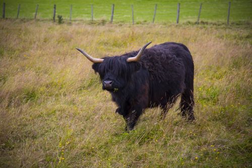 Highlander Cow