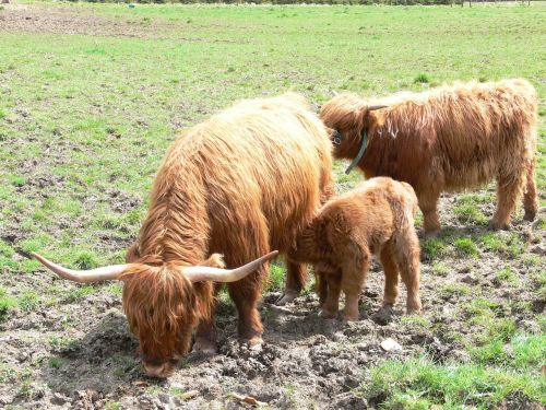 highlandrind cow cattle