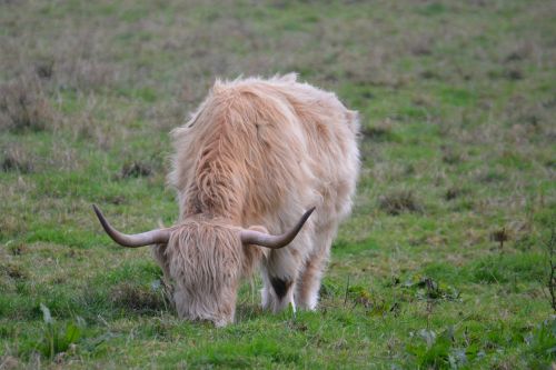 highlands cow beef