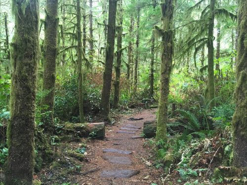 hike pacific northwest green